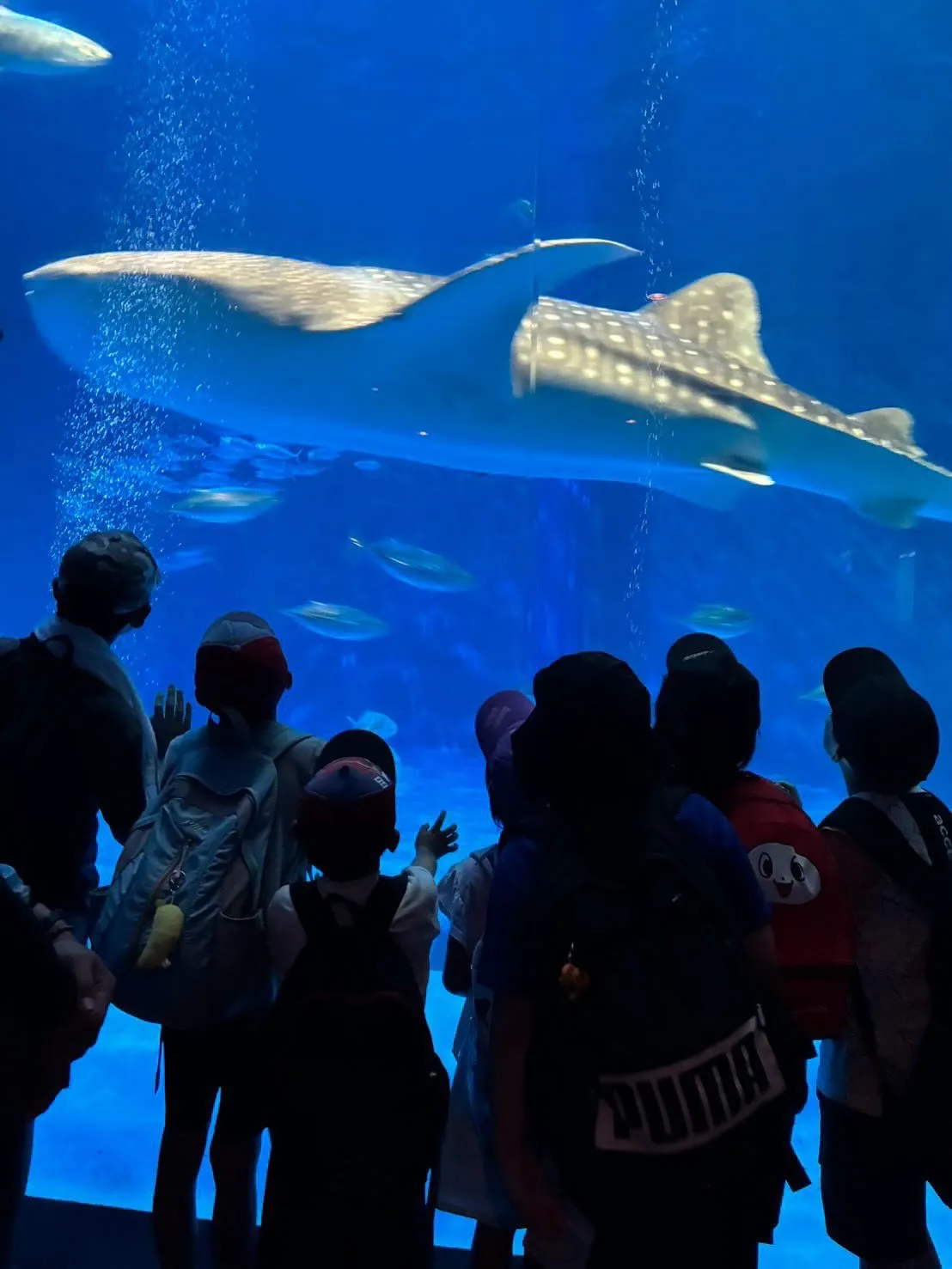今日はイオワールドかごしま水族館に行ってきました🐬🎉